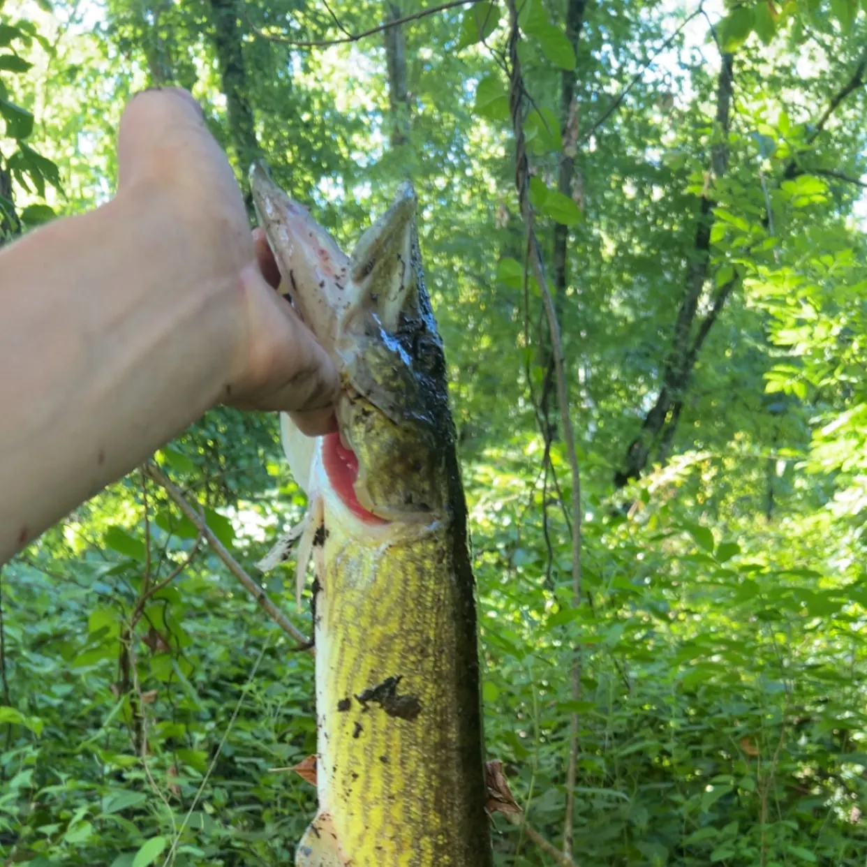 Chain pickerel caught on Fishbrain