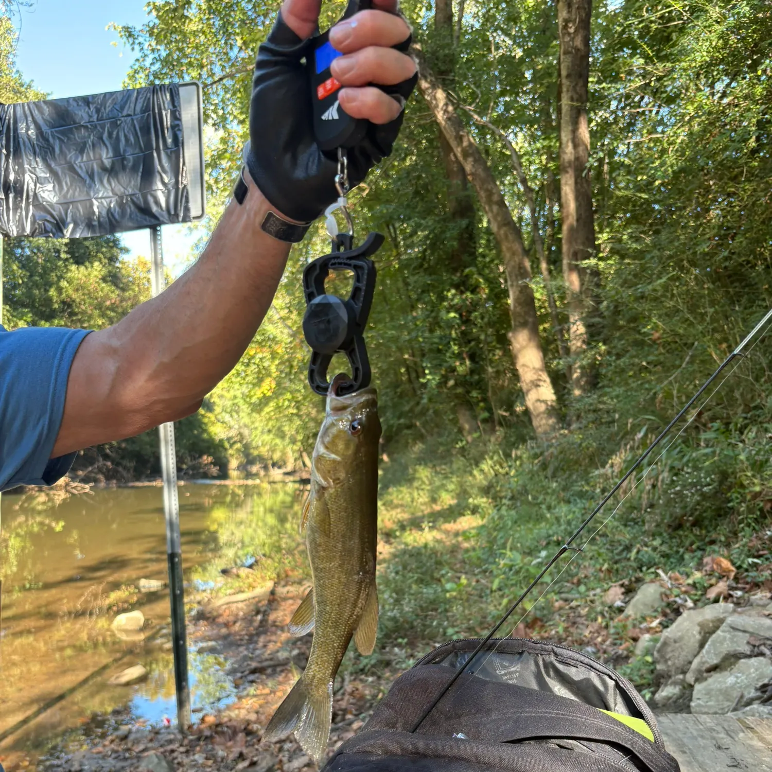 Smallmouth bass caught on Fishbrain