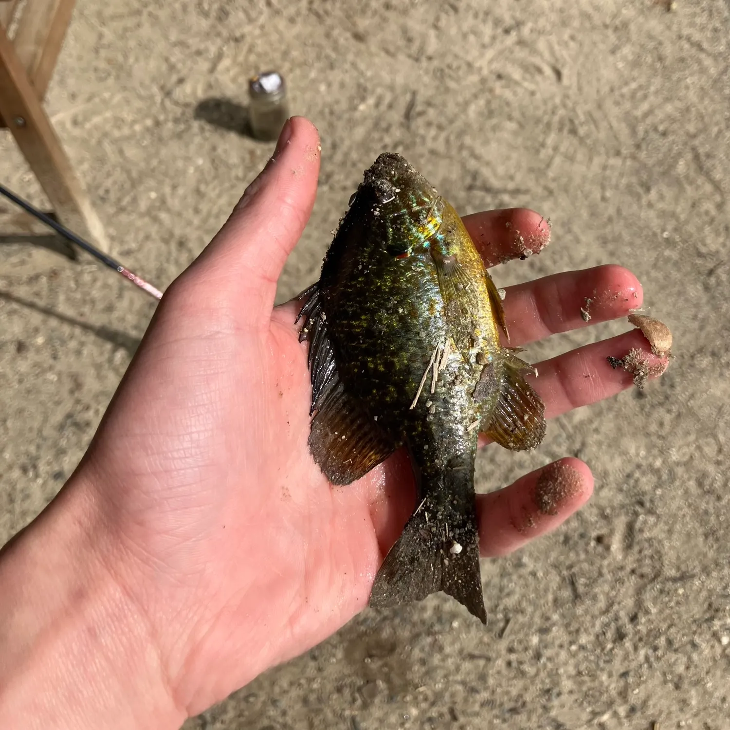 Pumpkinseed caught on Fishbrain