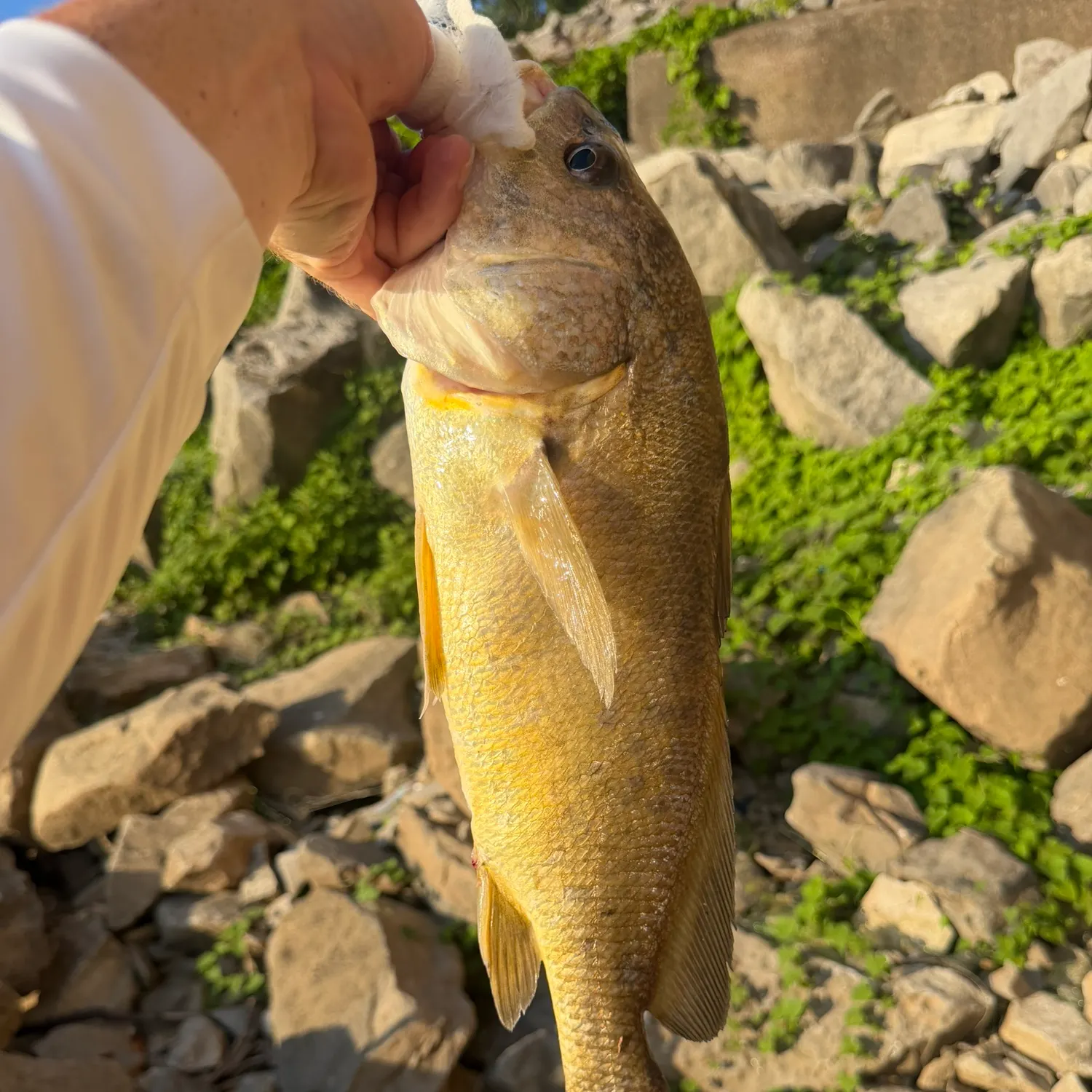 Freshwater drum caught on Fishbrain