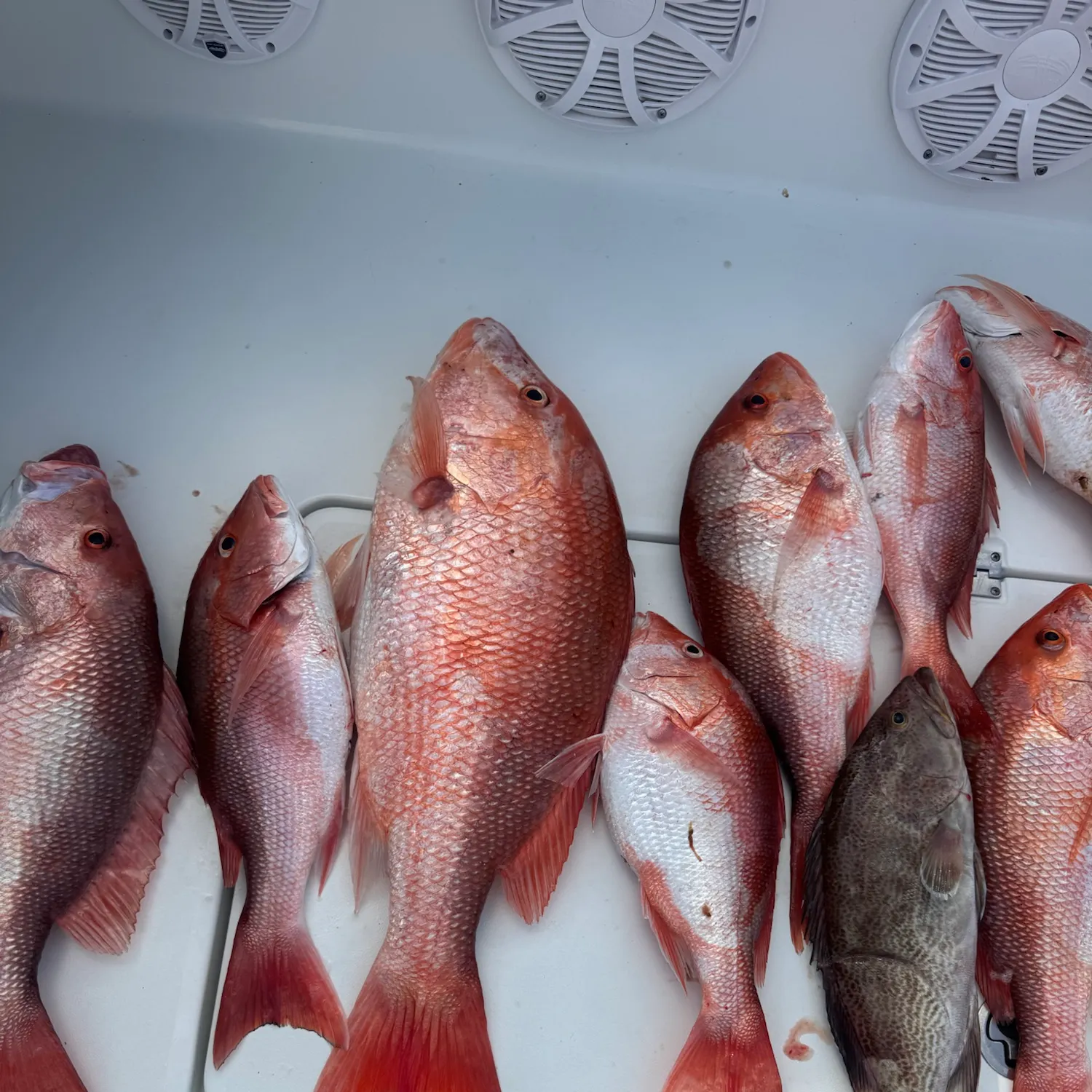 The most recent Scamp grouper catches on Fishbrain