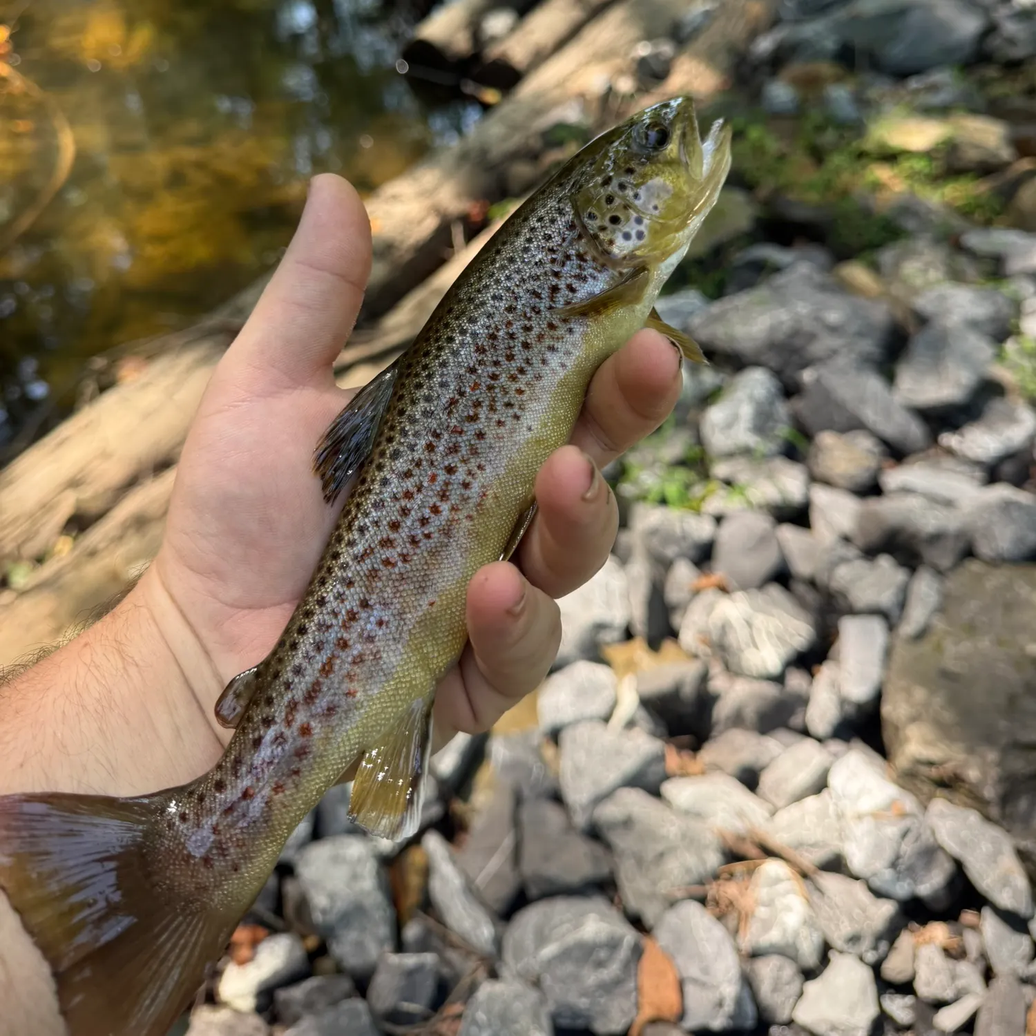 Brown trout caught on Fishbrain