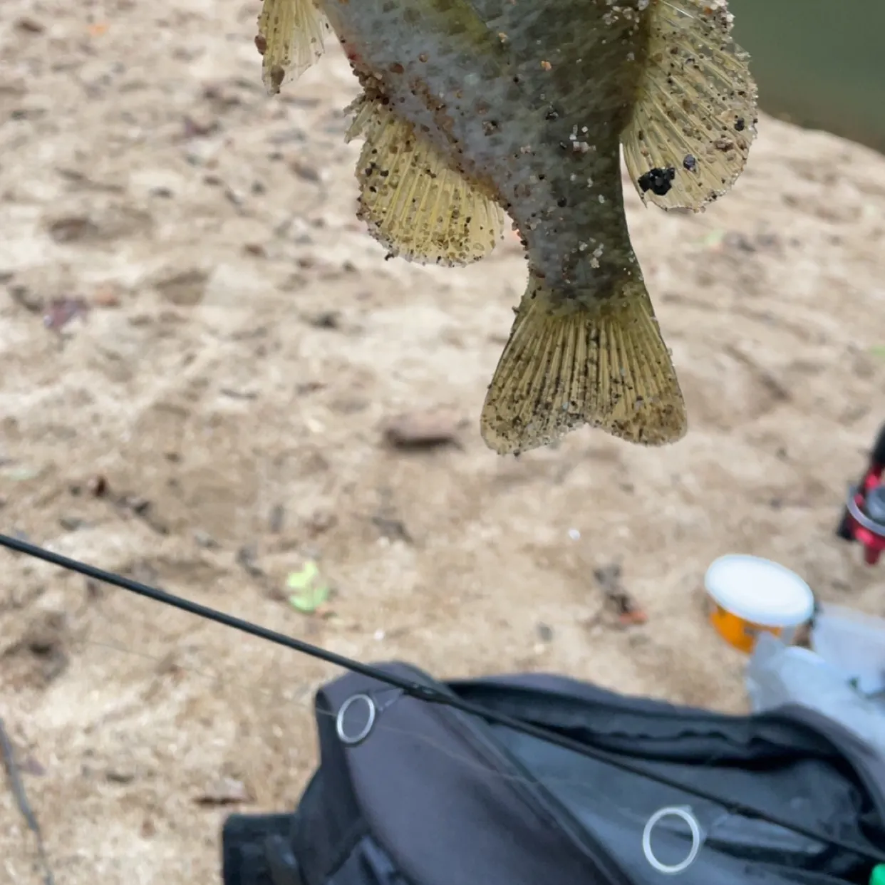 Redear sunfish caught on Fishbrain