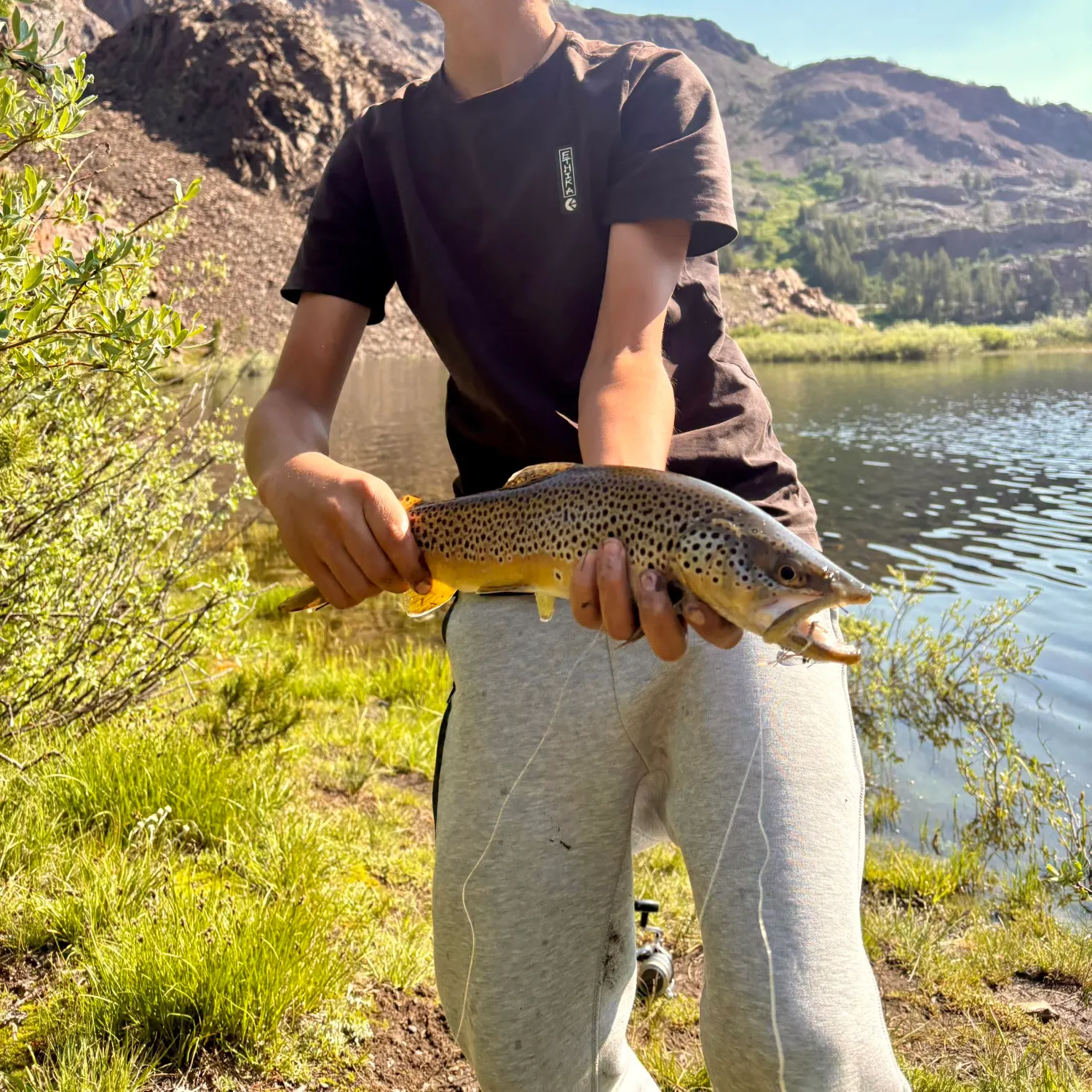 Brown trout caught on Fishbrain