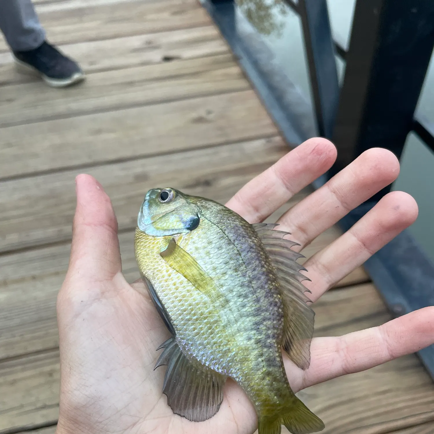 Bluegill caught on Fishbrain