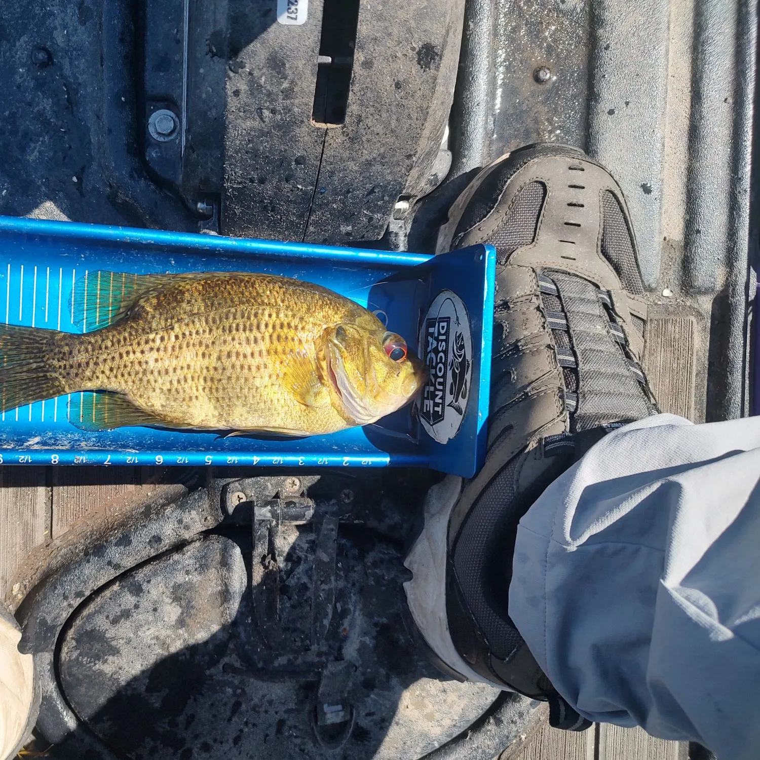 Rock bass caught on Fishbrain