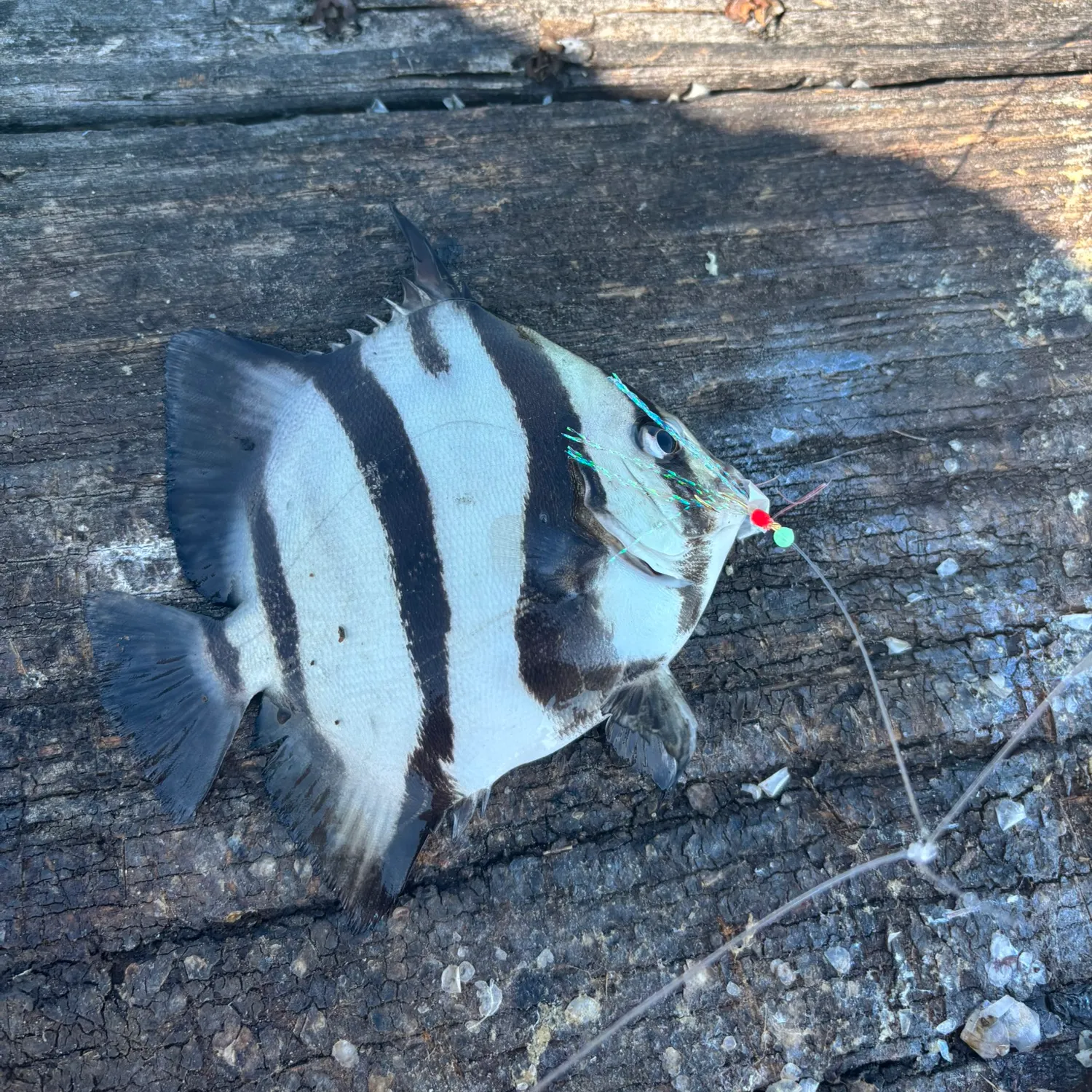 The most recent Atlantic spadefish catches on Fishbrain