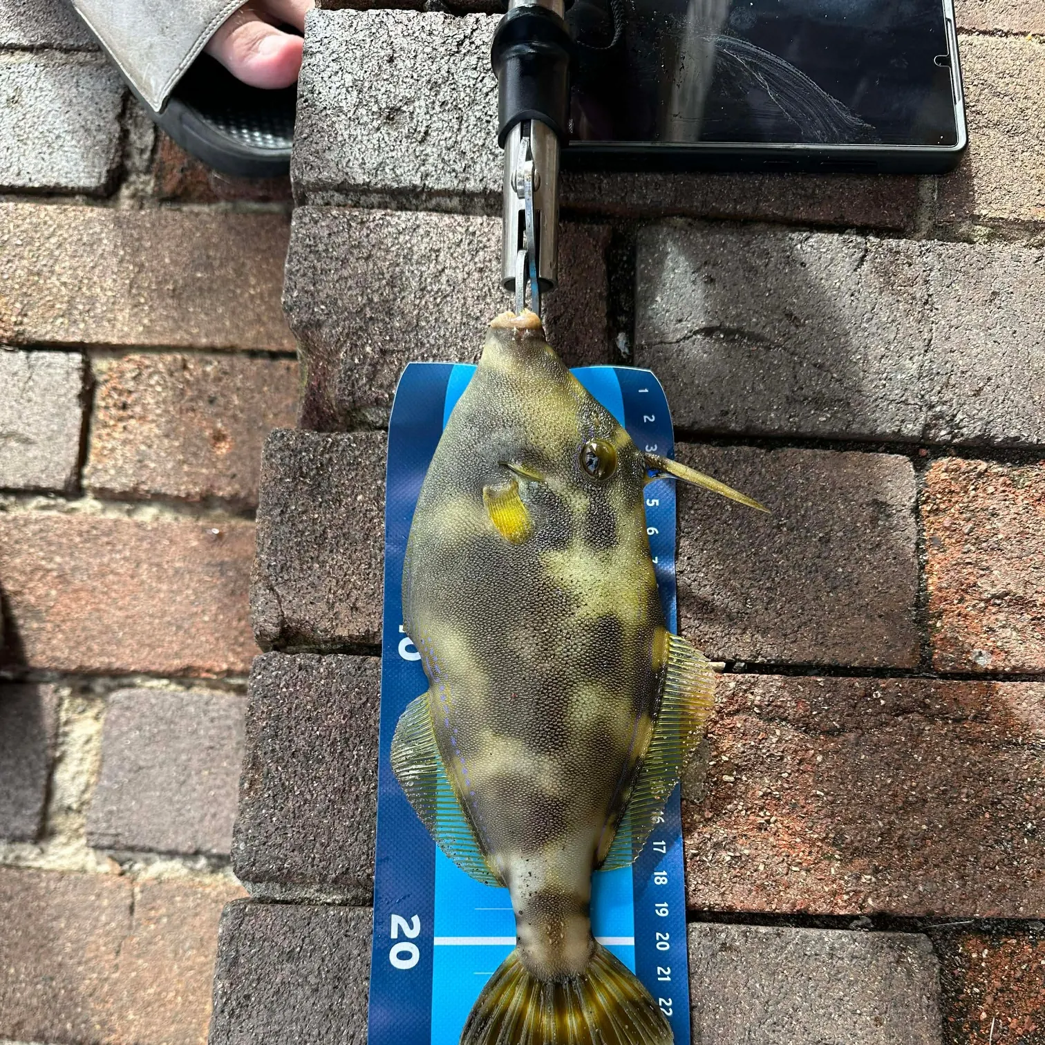 The most recent Black reef leatherjacket catches on Fishbrain