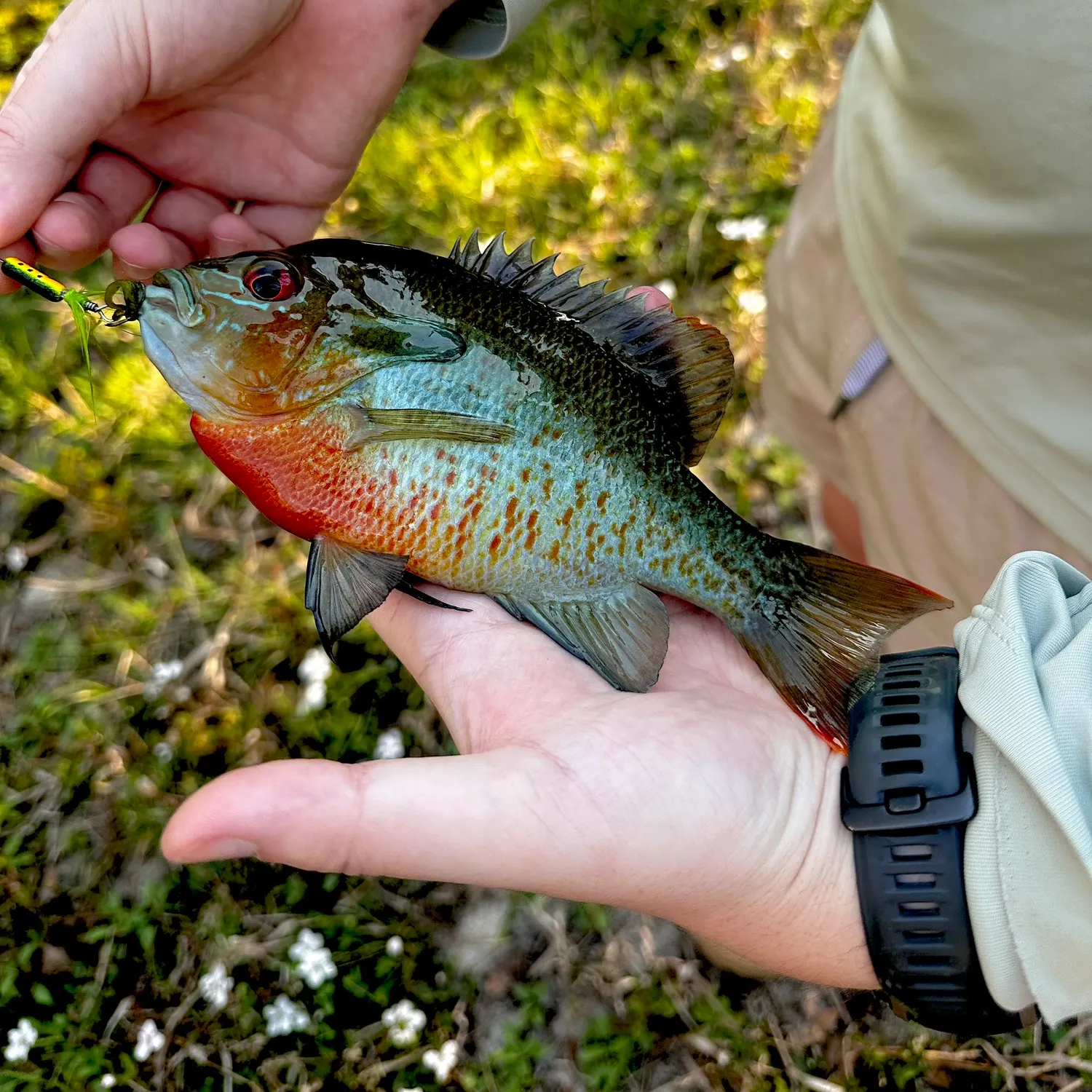 recently logged catches