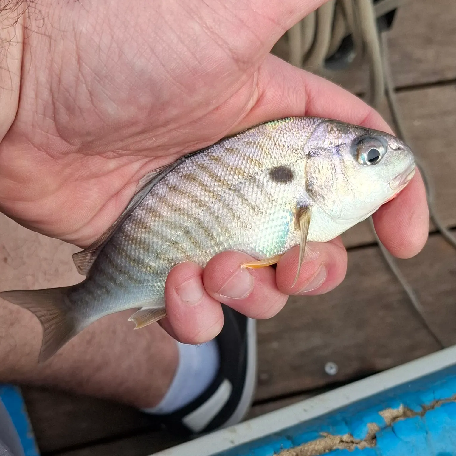 Spot croaker caught on Fishbrain