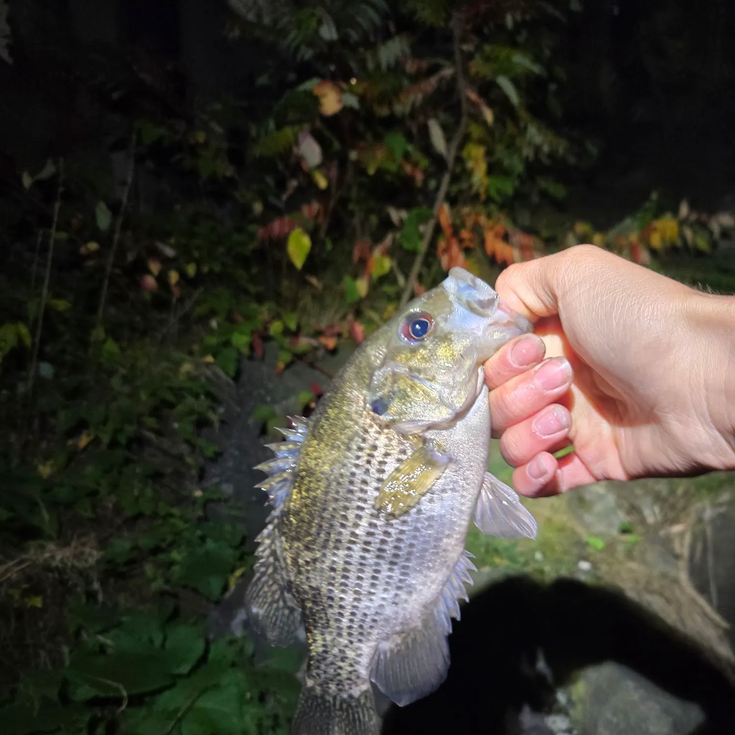 Rock bass caught on Fishbrain