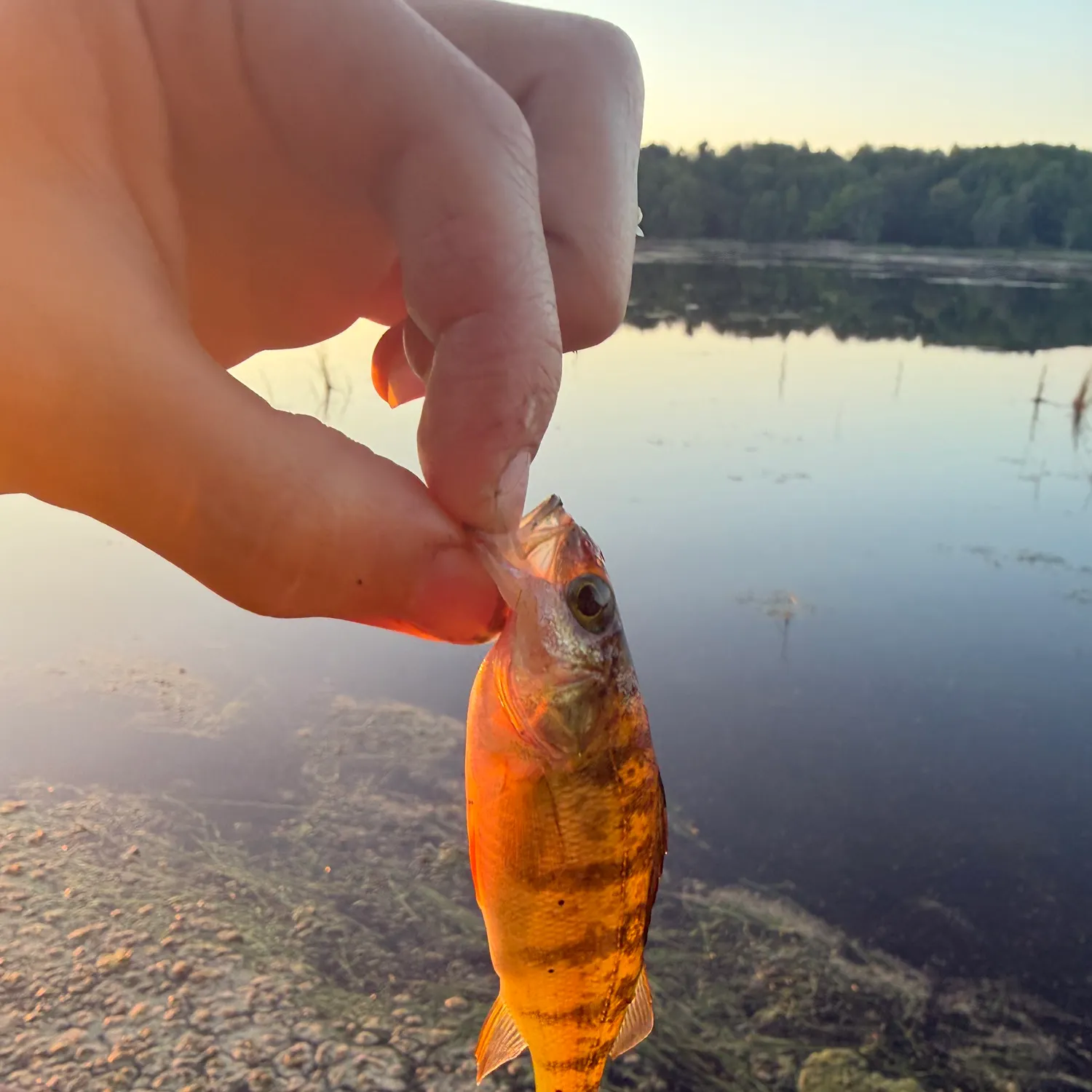Yellow perch caught on Fishbrain