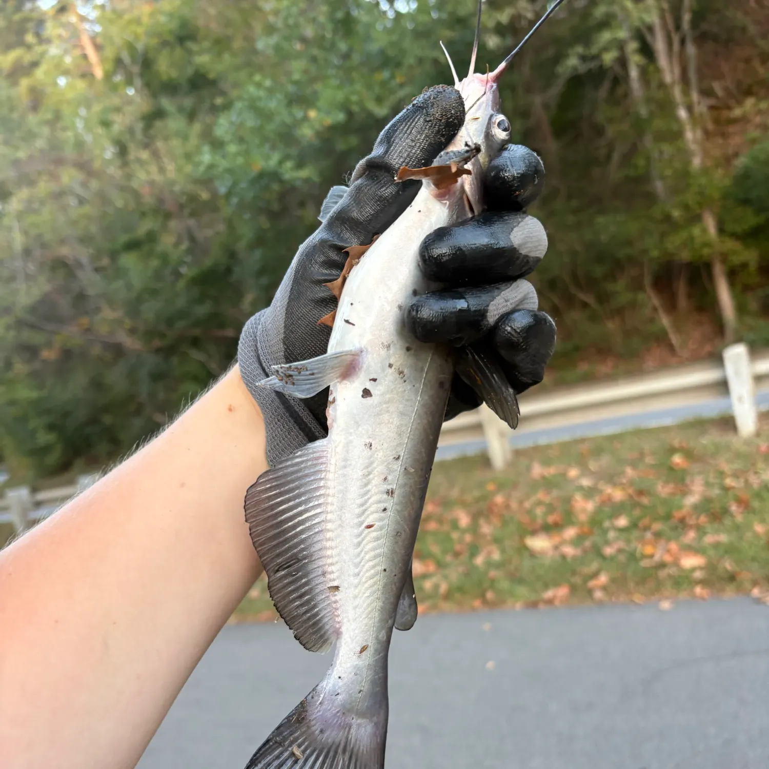 Channel catfish caught on Fishbrain