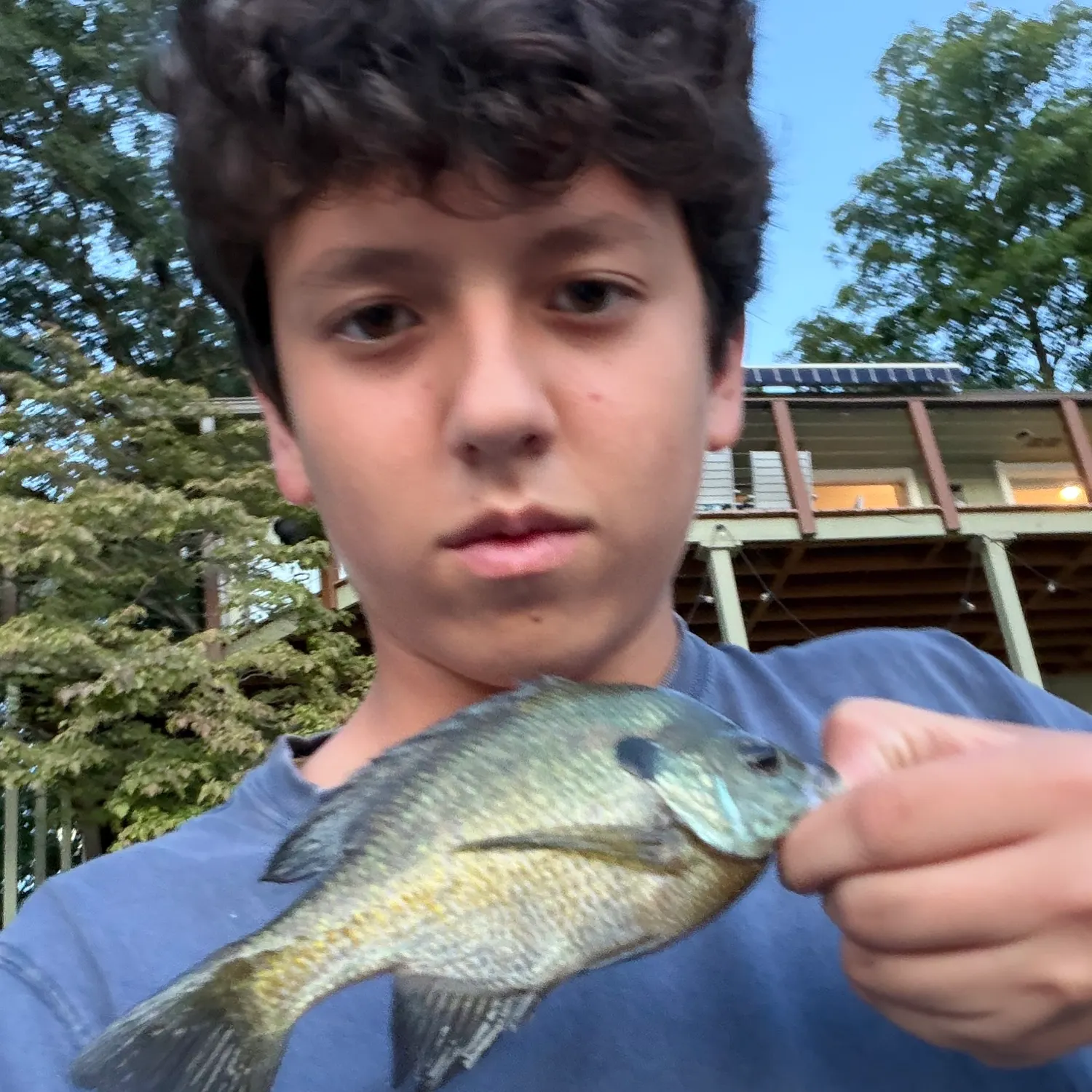 Bluegill caught on Fishbrain