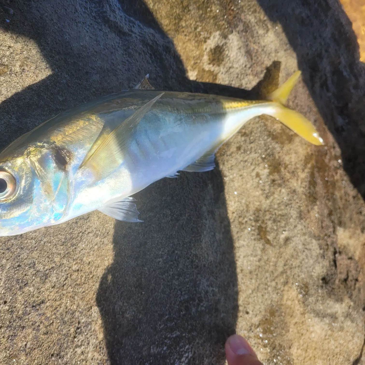 The most recent Yellowtail scad catches on Fishbrain