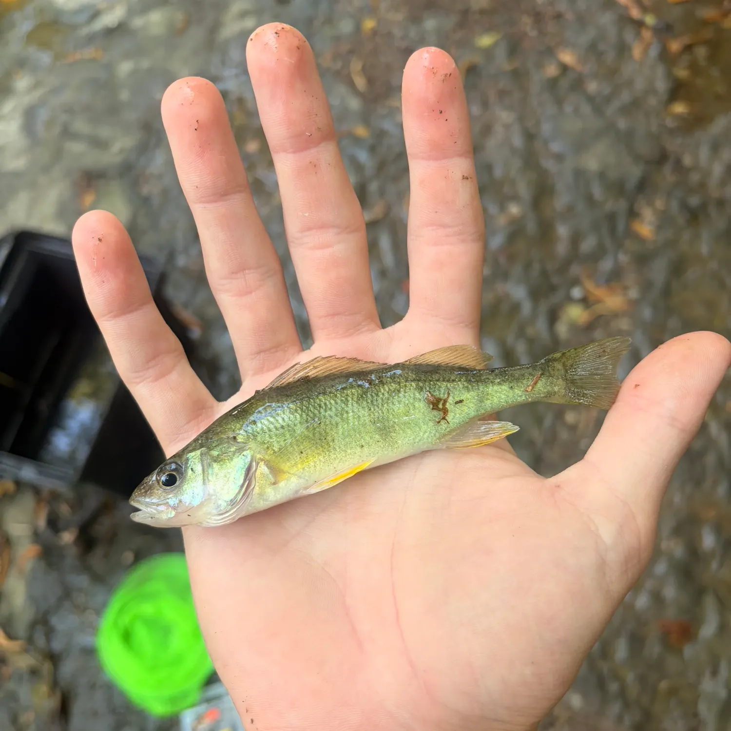 Yellow perch caught on Fishbrain