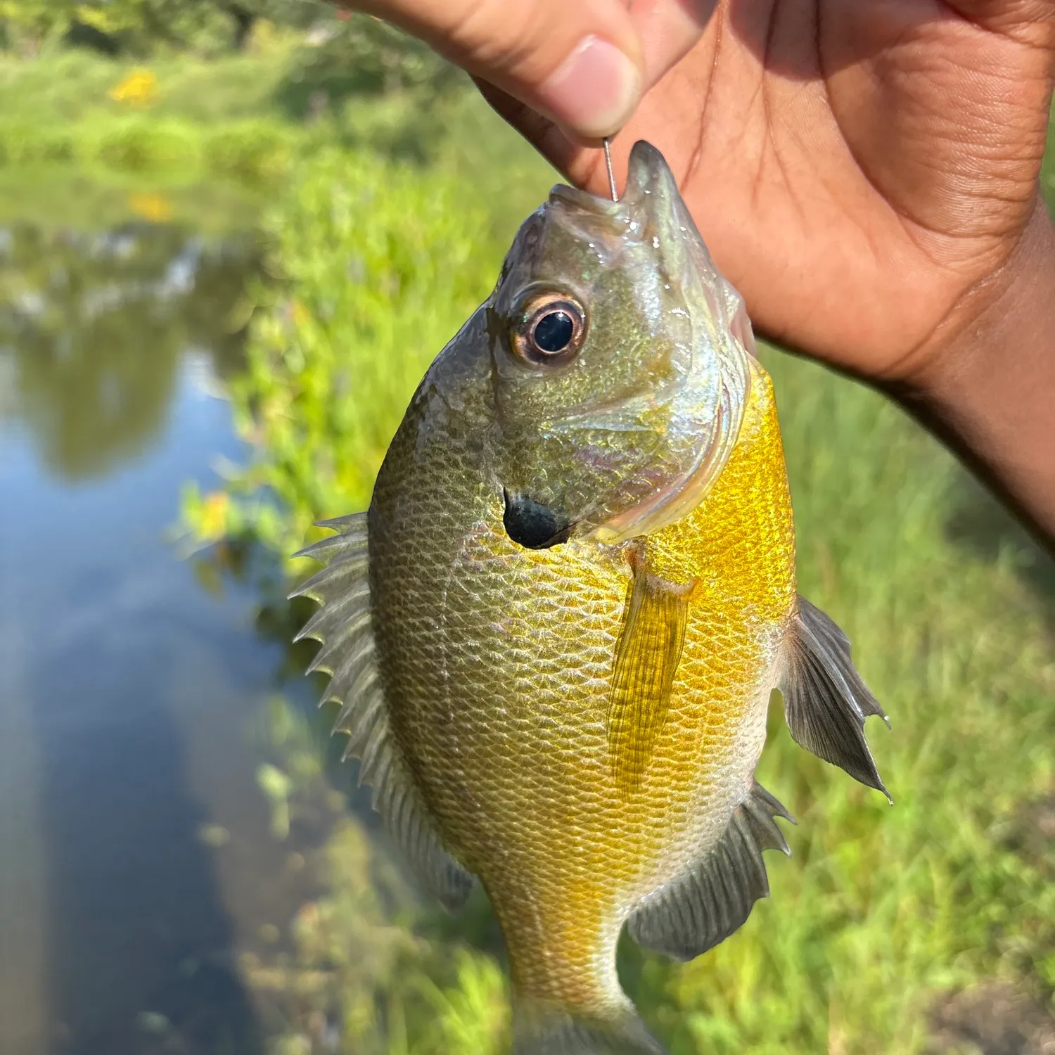 Bluegill caught on Fishbrain