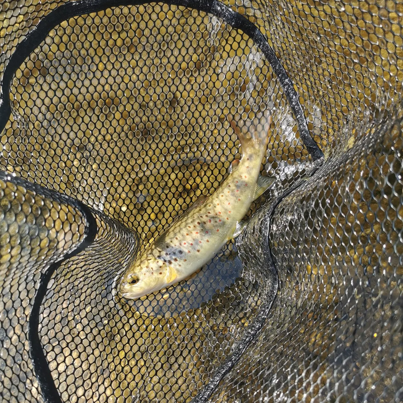 Brown trout caught on Fishbrain