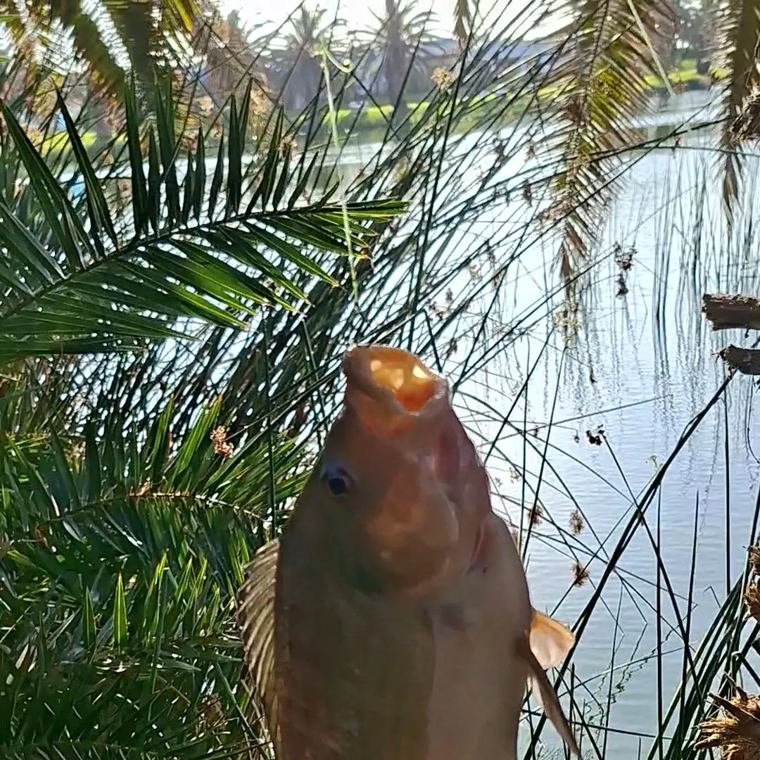 Blue tilapia caught on Fishbrain