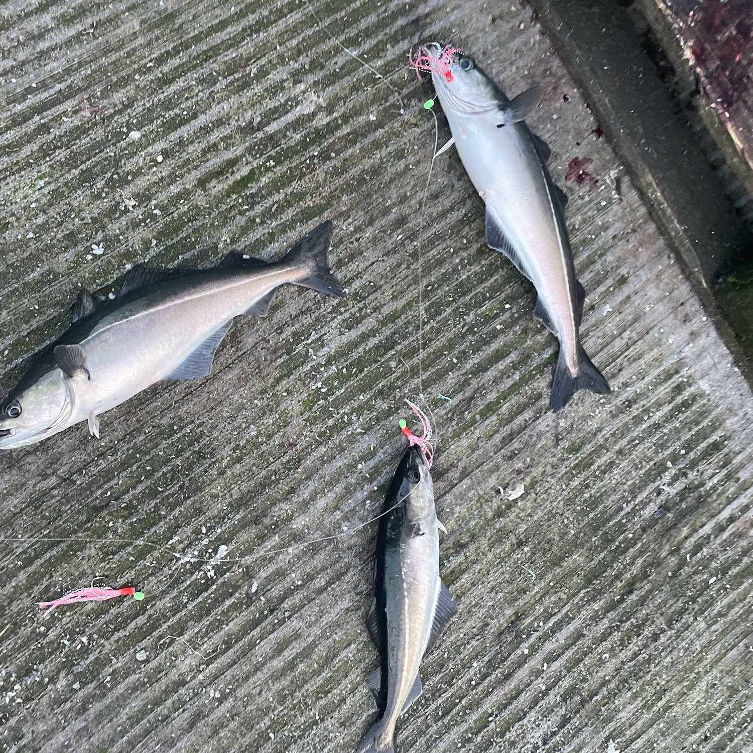 recently logged catches