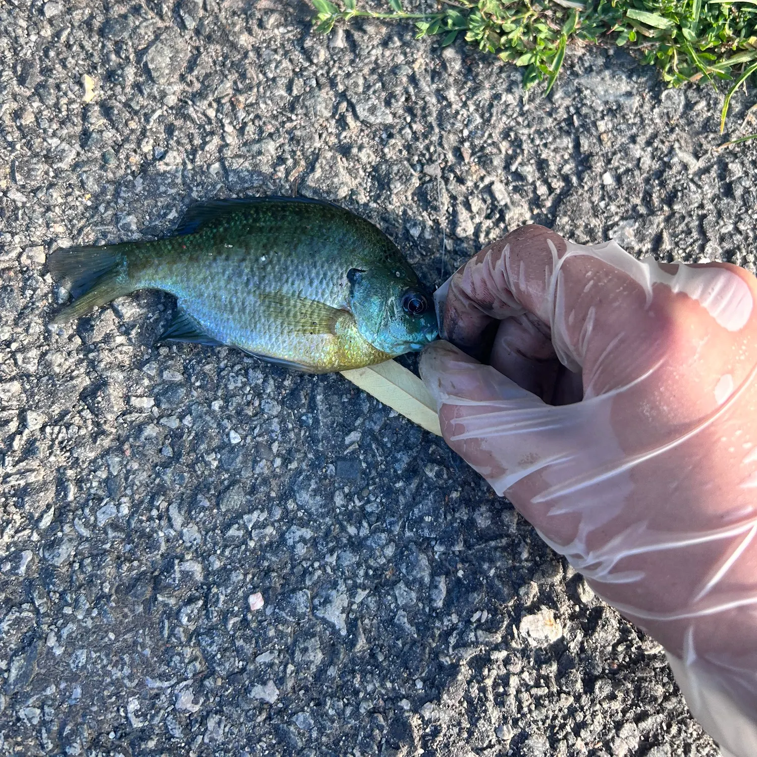 catch