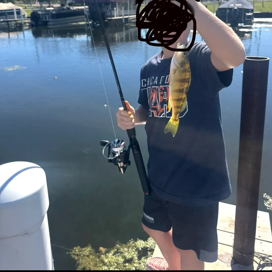 Yellow perch caught on Fishbrain