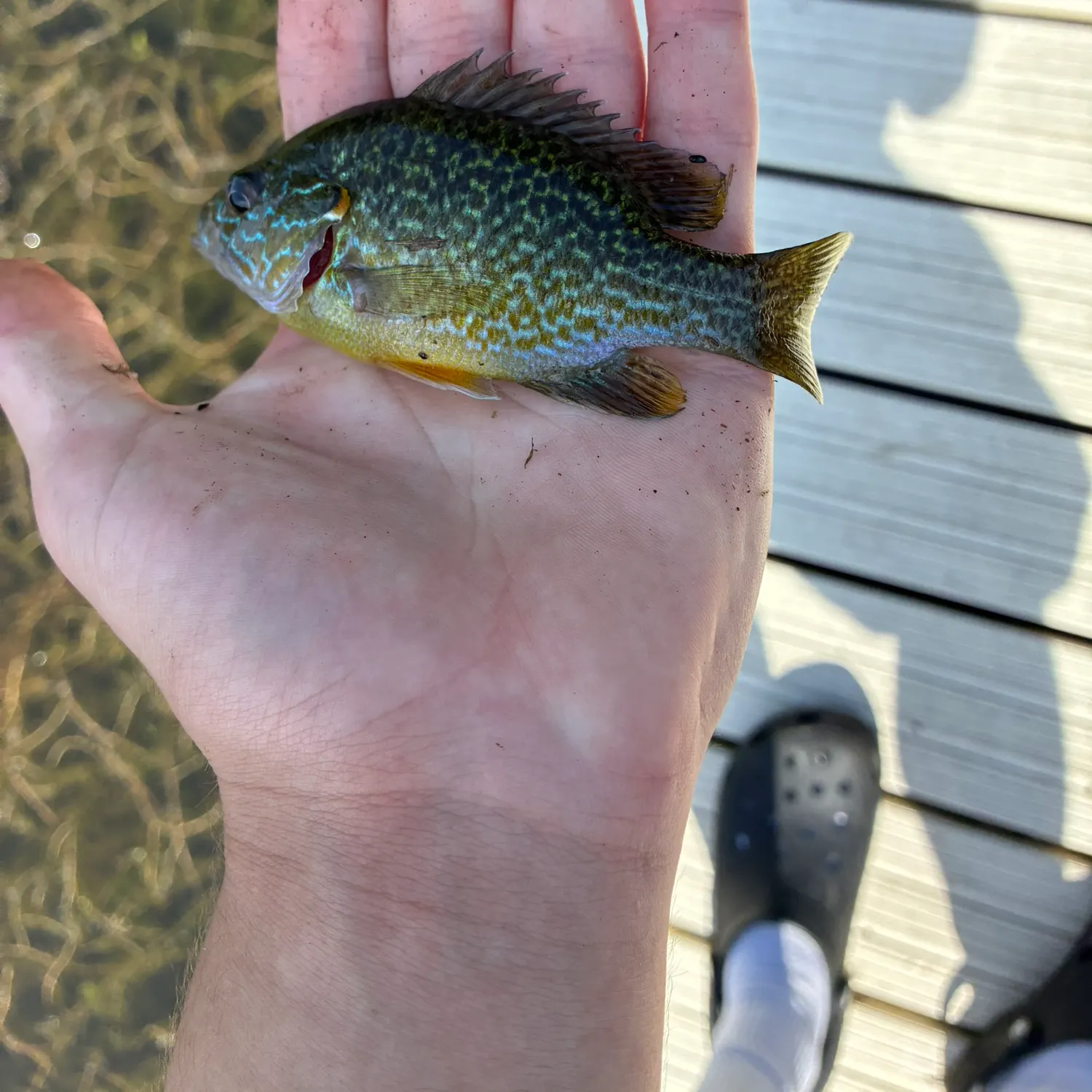 catch