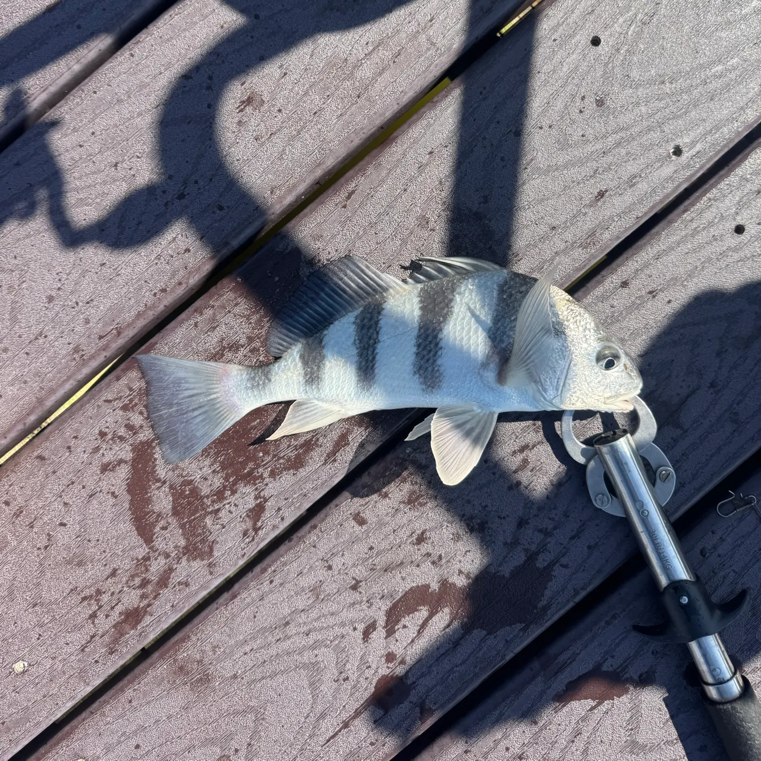 Black drum caught on Fishbrain