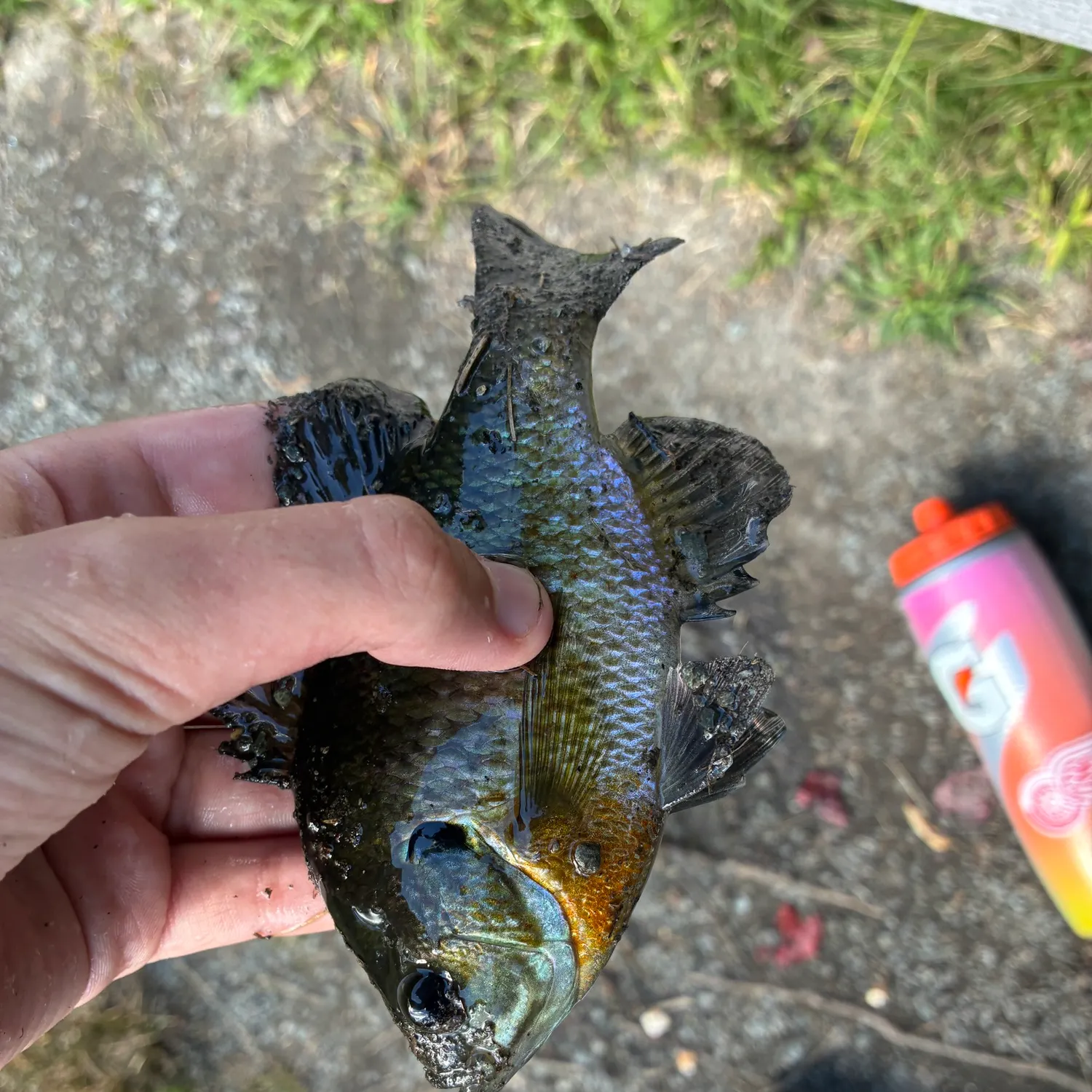 Bluegill caught on Fishbrain