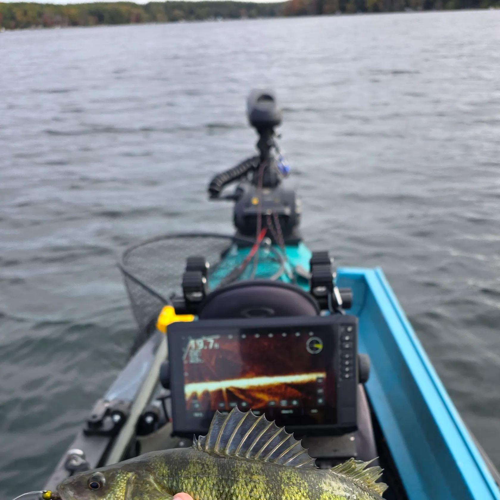 Yellow perch caught on Fishbrain