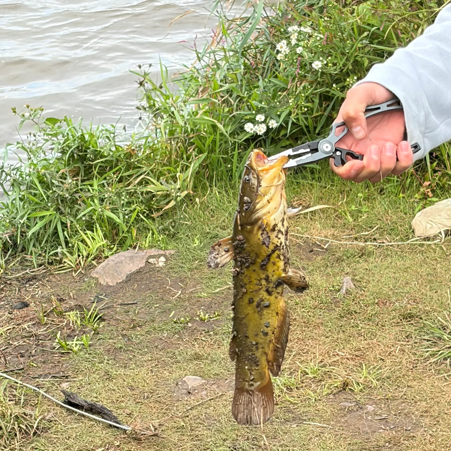 Yellow bullhead caught on Fishbrain