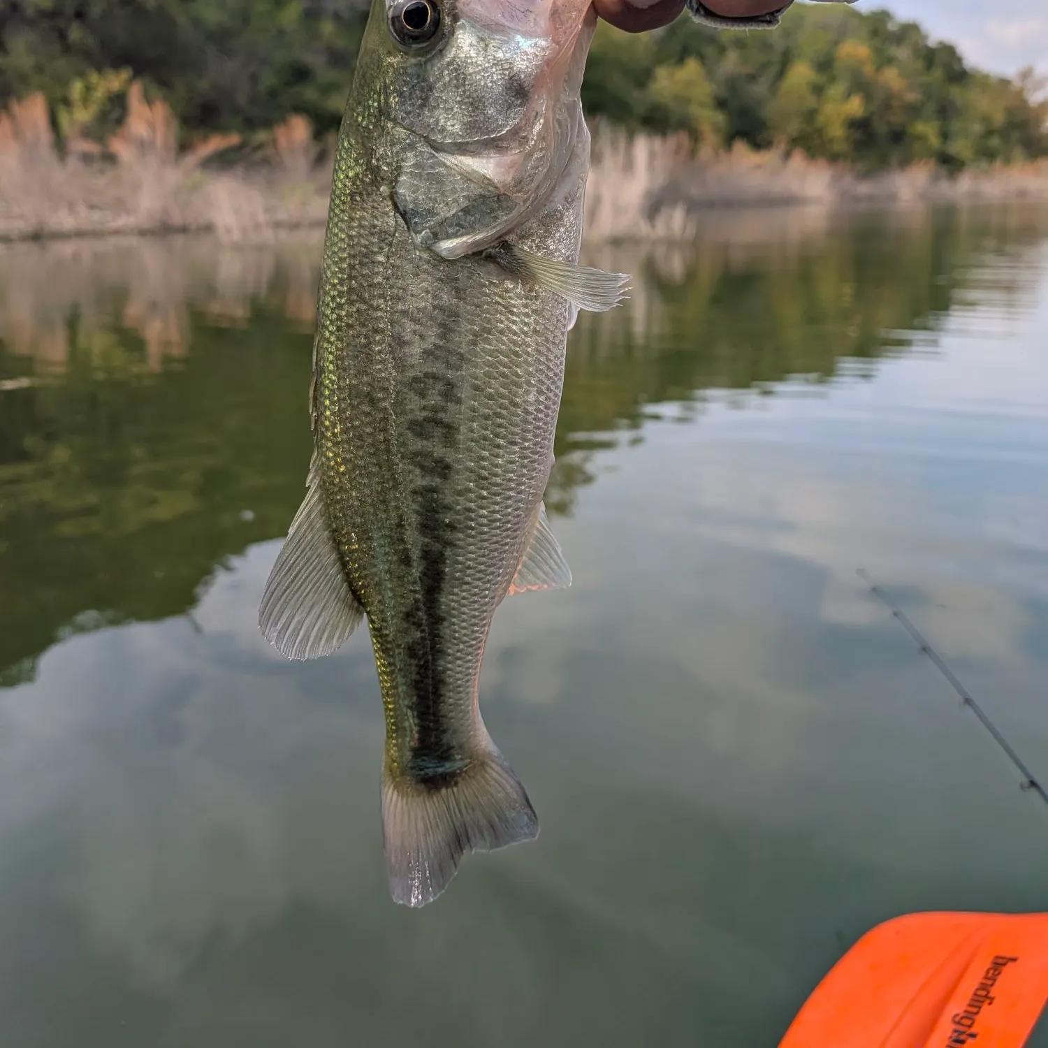The most recent Guadalupe bass catches on Fishbrain