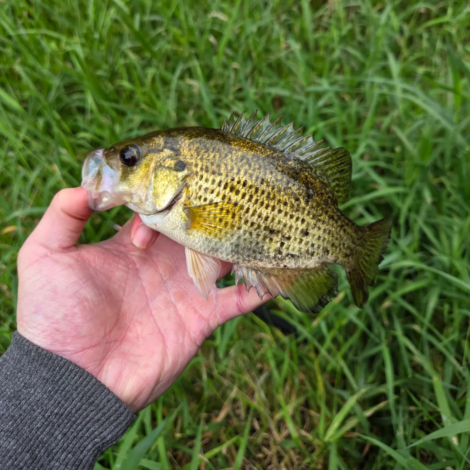 Rock bass caught on Fishbrain