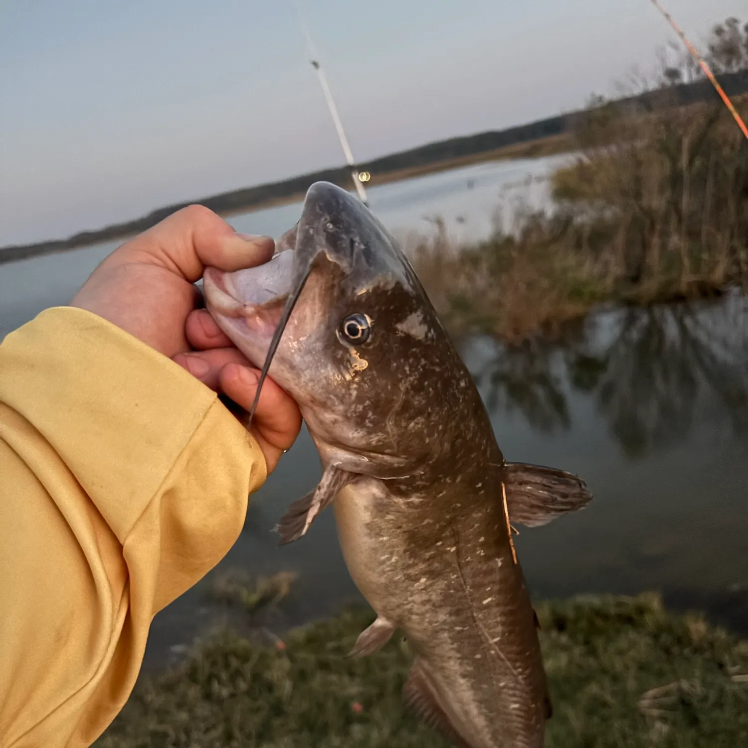 Channel catfish caught on Fishbrain