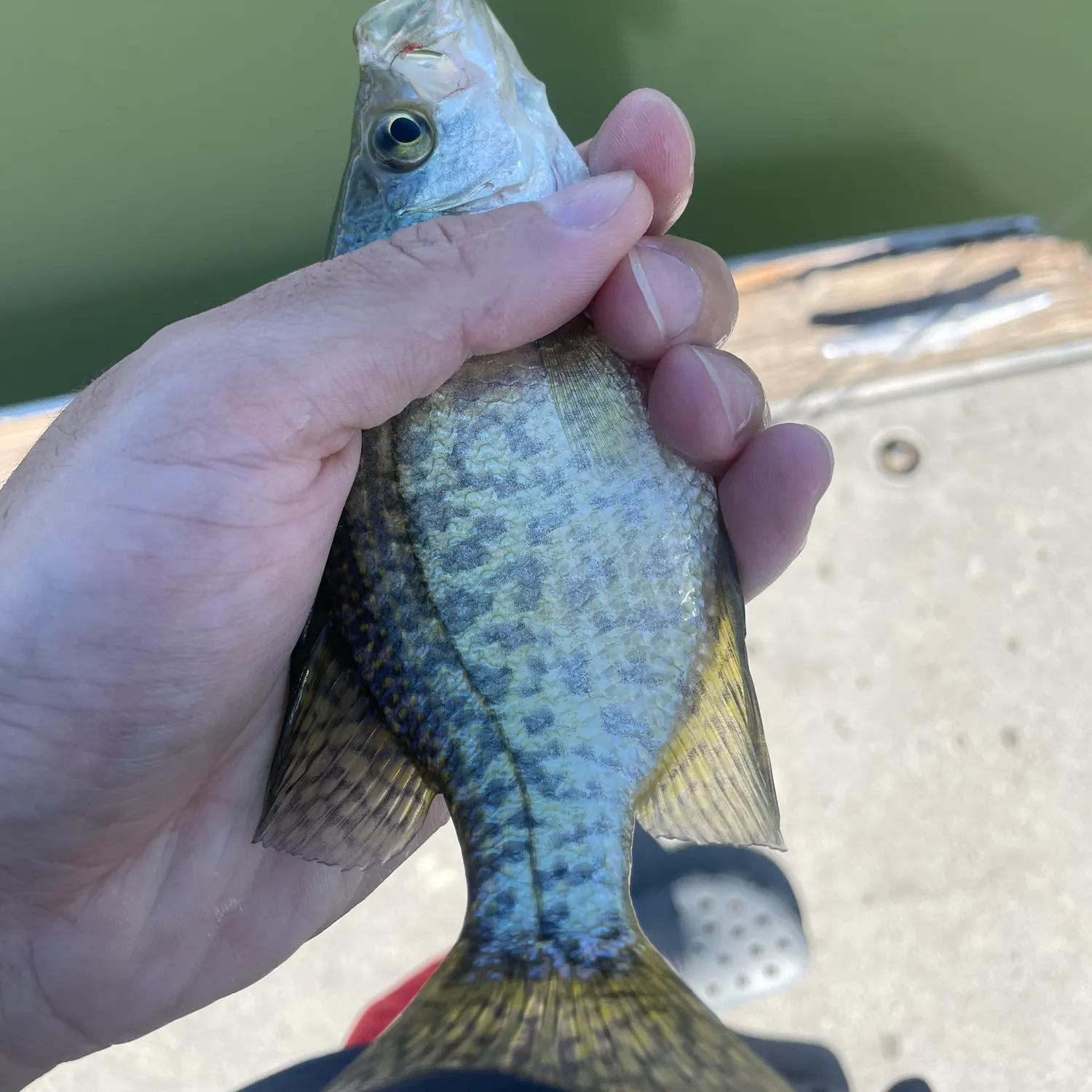 Black crappie caught on Fishbrain