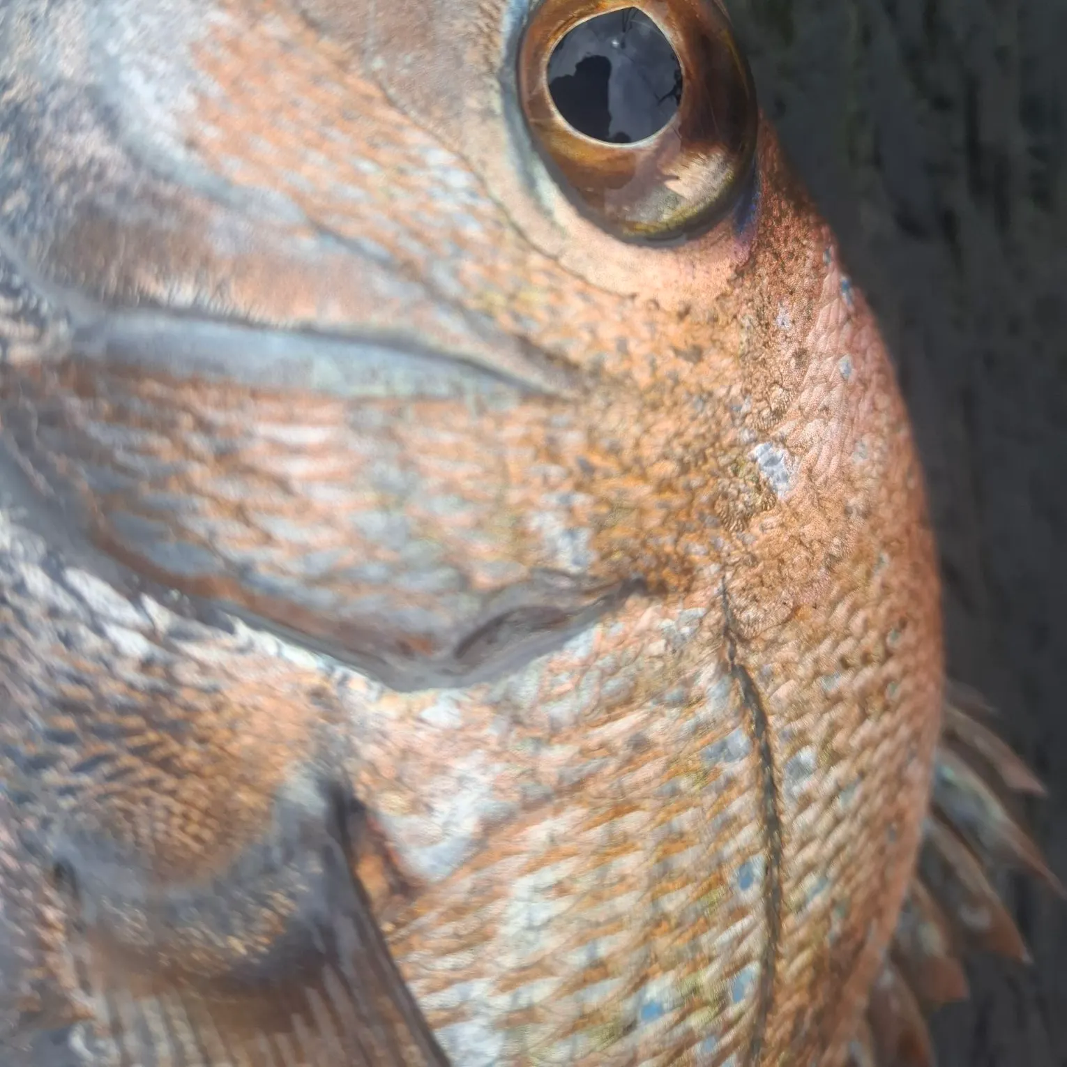Australasian snapper caught on Fishbrain
