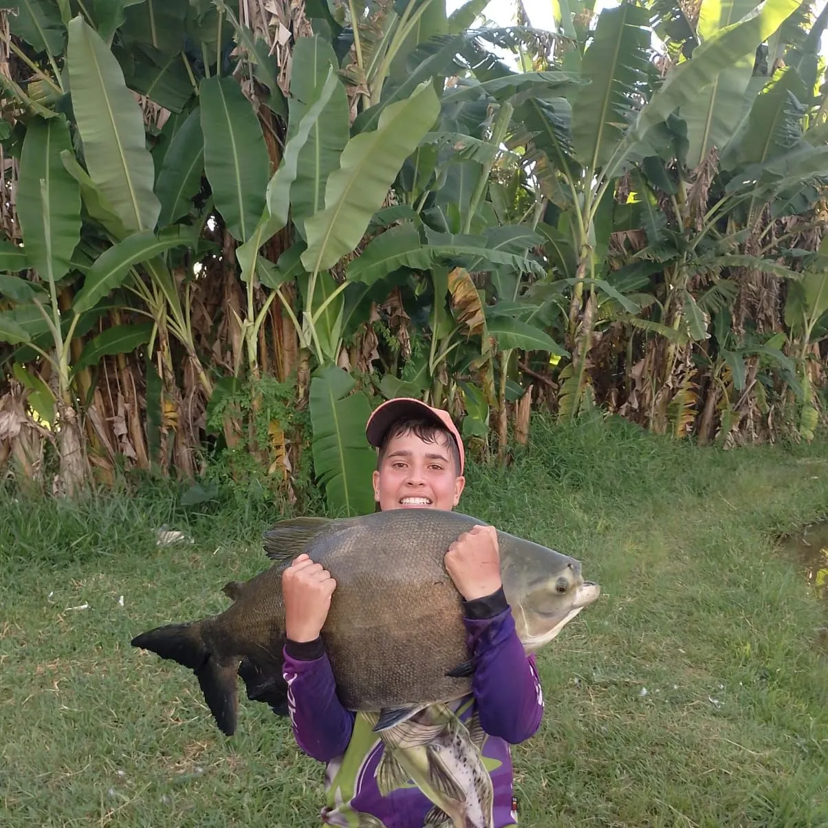Tambacu caught on Fishbrain