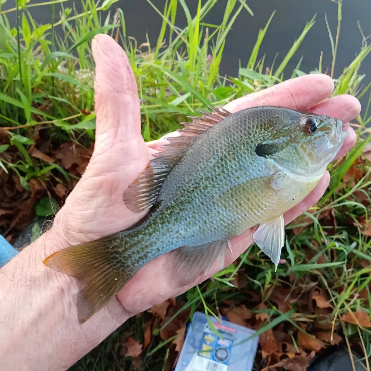Redbreast sunfish caught on Fishbrain