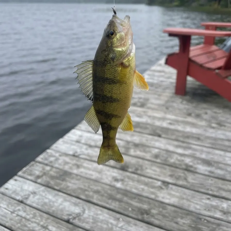 Yellow perch caught on Fishbrain