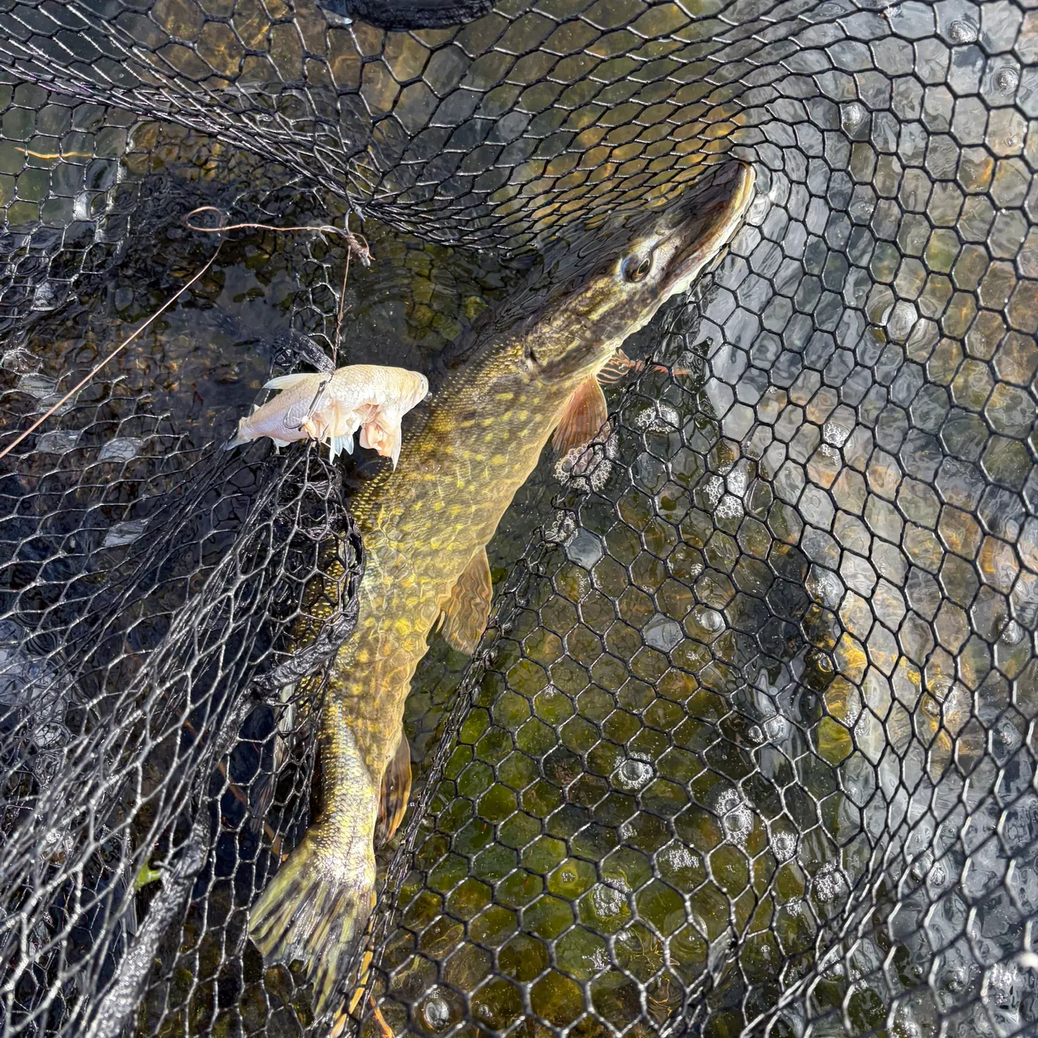 Northern pike caught on Fishbrain