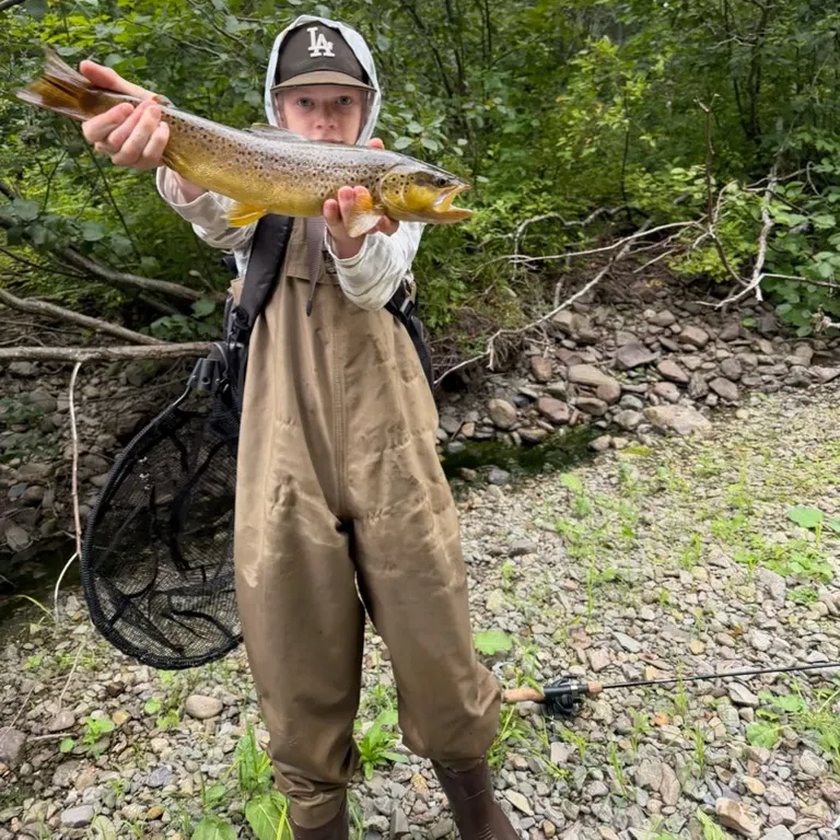 Brown trout caught on Fishbrain