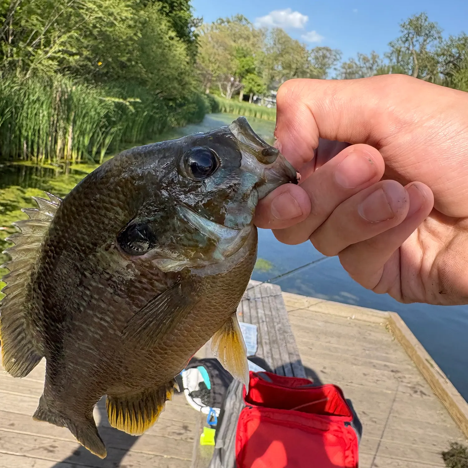 catch