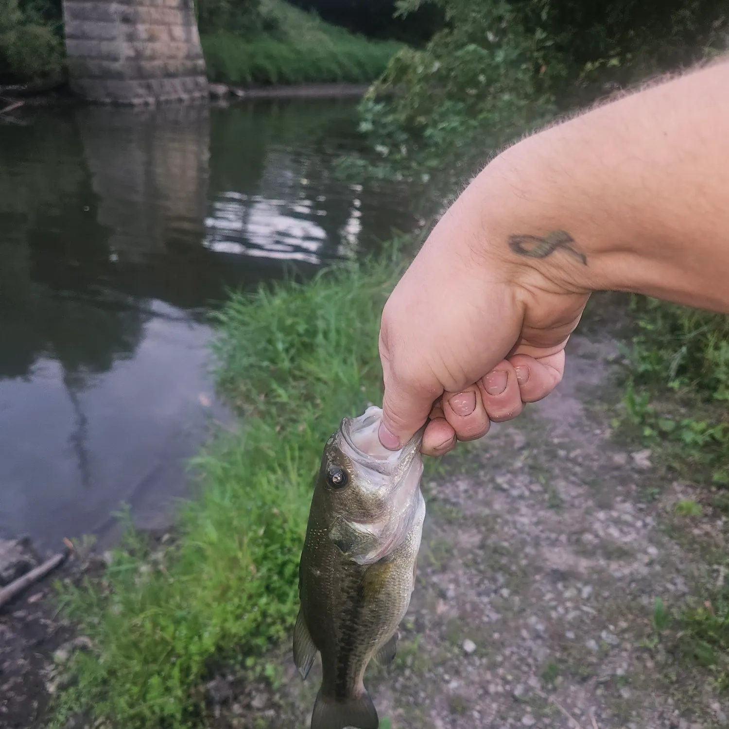 Largemouth bass caught on Fishbrain