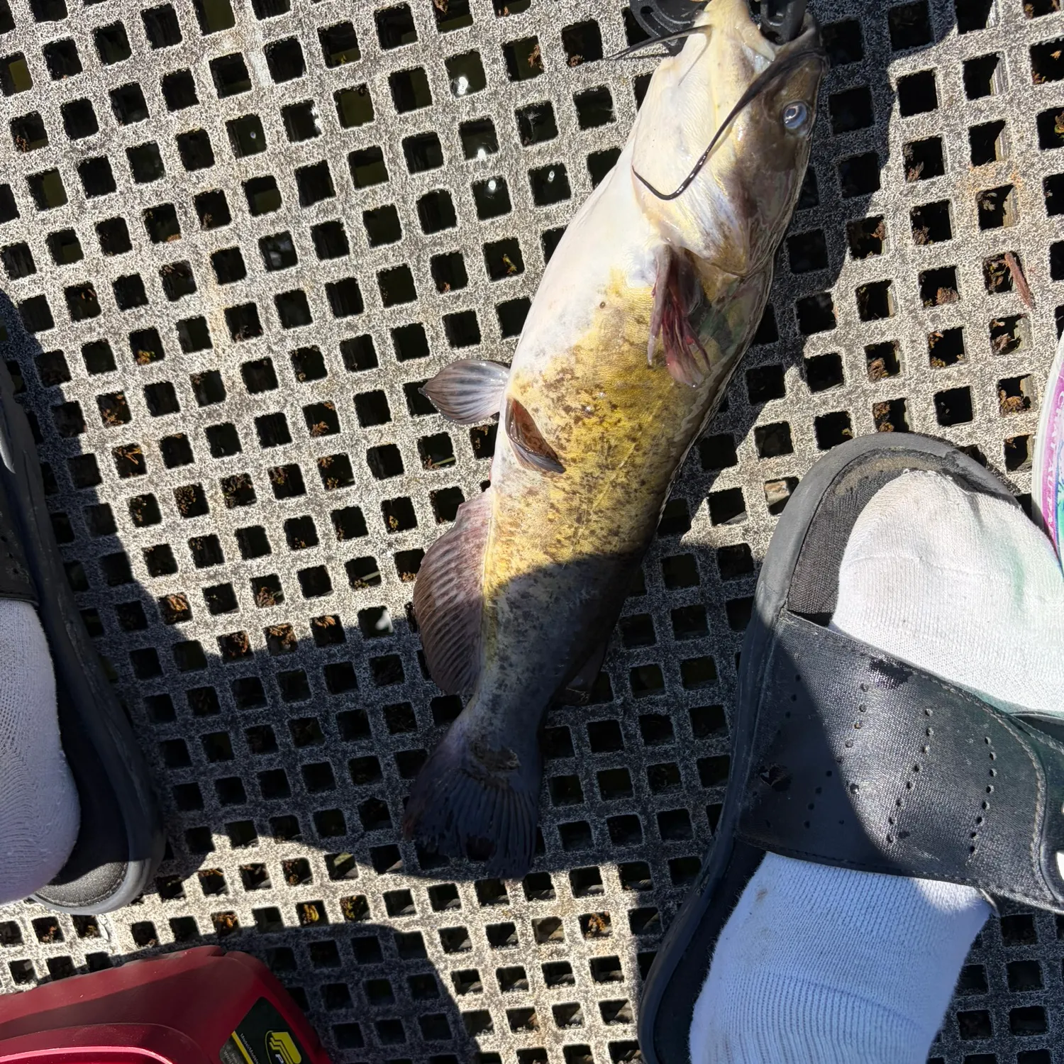 catch