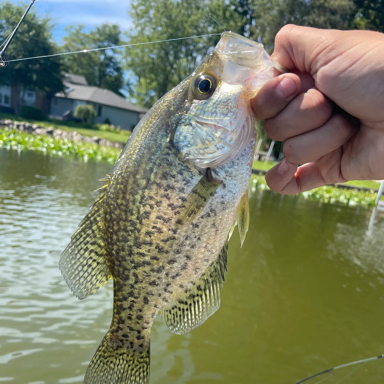 Black crappie caught on Fishbrain