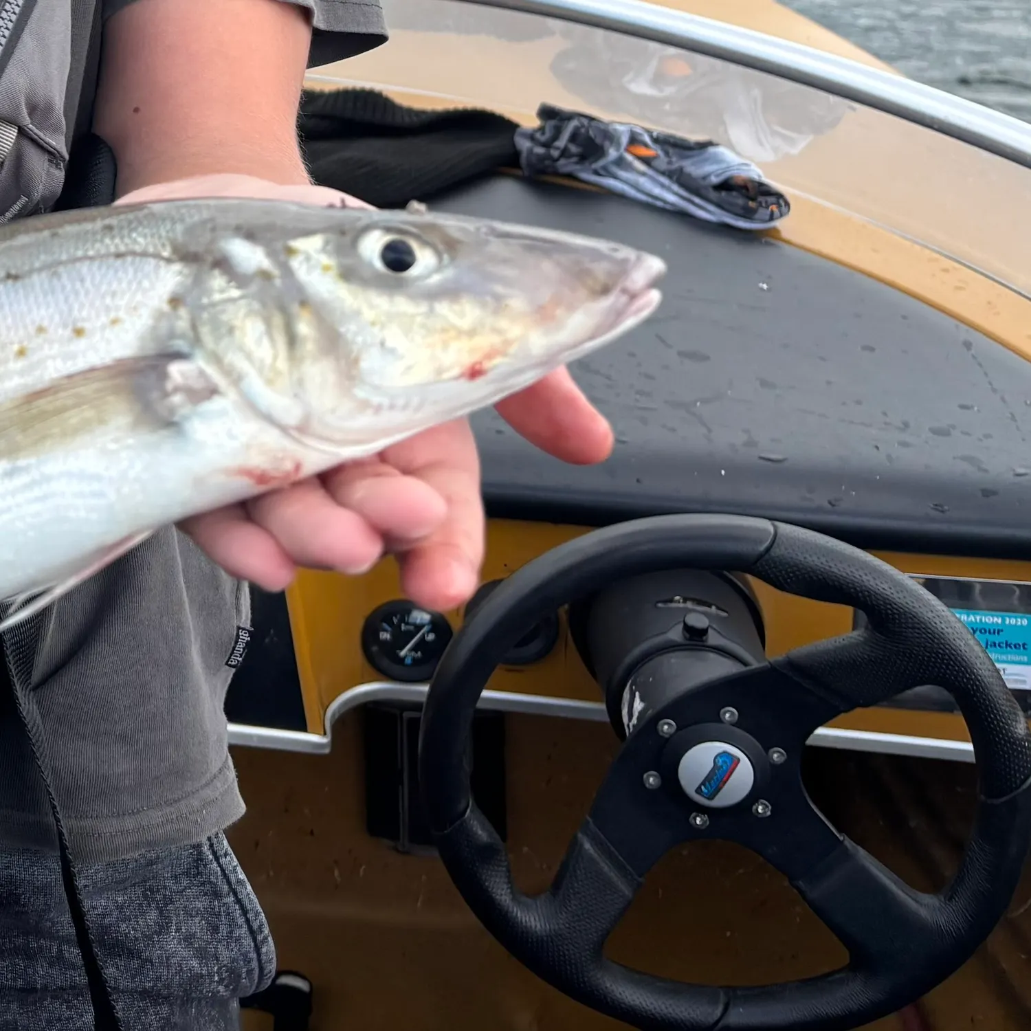 The most recent King George whiting catches on Fishbrain