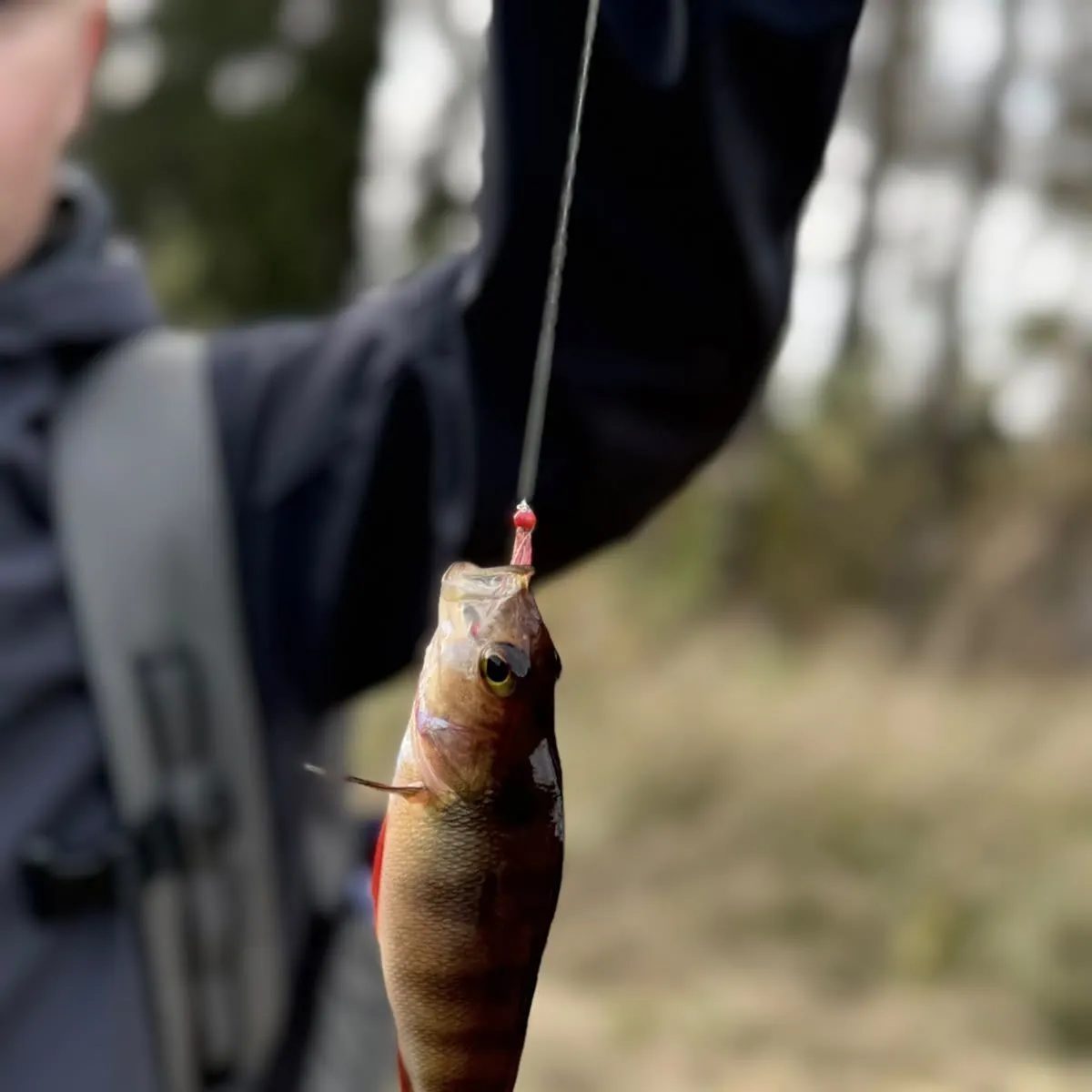 Fish caught on Fishbrain