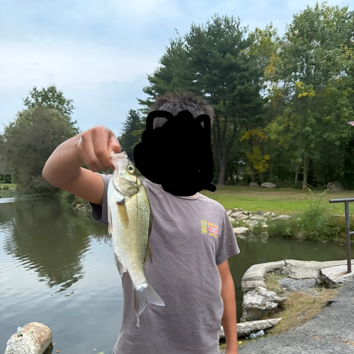 White perch caught on Fishbrain
