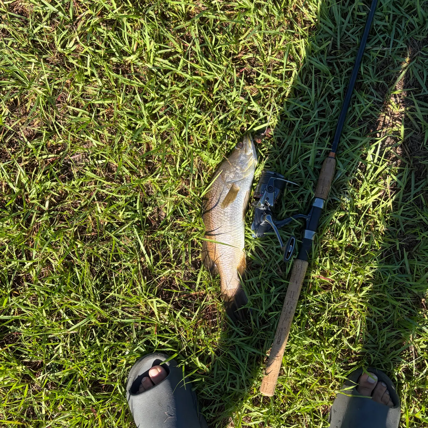 Barramundi caught on Fishbrain
