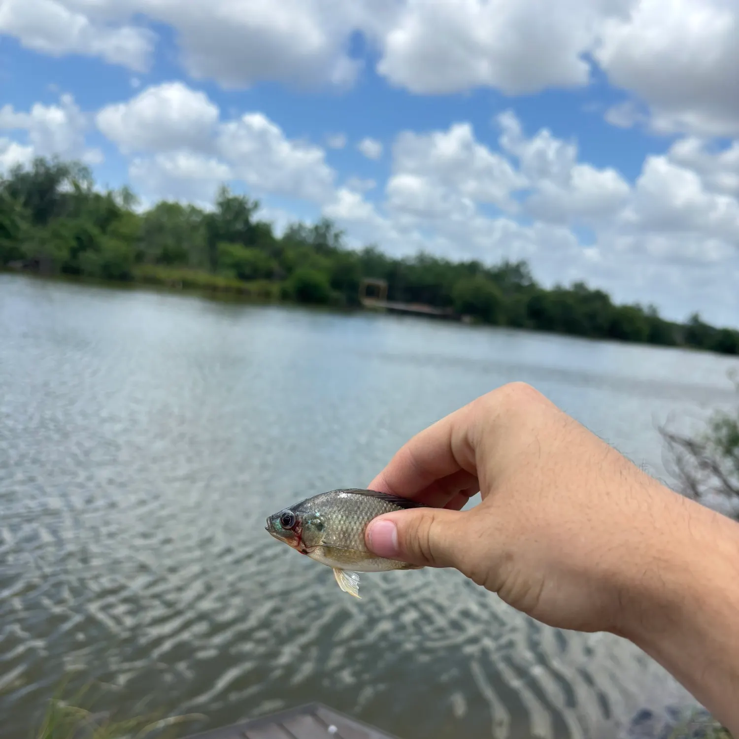 The most recent Quillback catches on Fishbrain